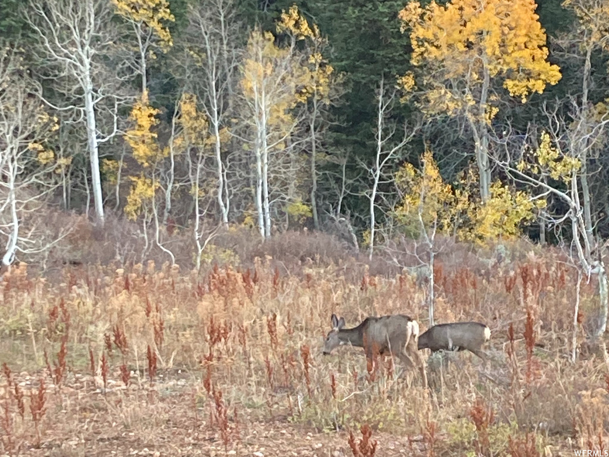 Eden, Utah, 84310, United States, ,3 BathroomsBathrooms,Residential,Active,1704776